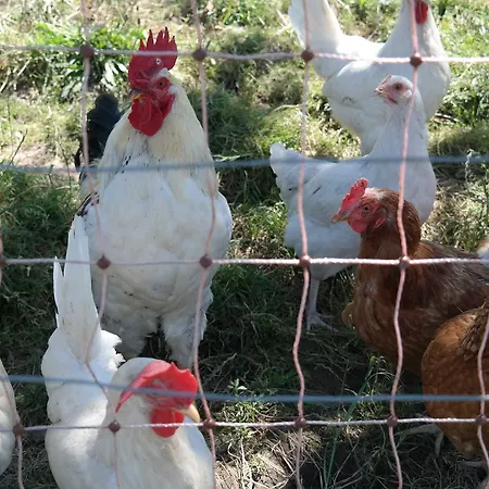 Feriegård Maierhof *